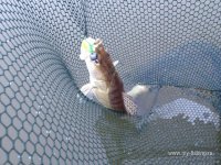 IMG_0722.JPG