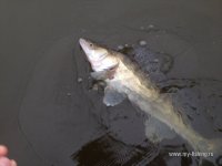 IMG_0731.JPG
