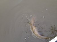 IMG_0732.JPG