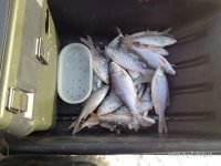 IMG_0953.JPG