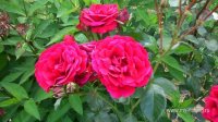 DSC_0428.JPG