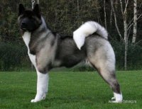 Akita.jpg