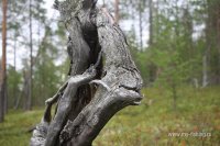 IMG_1742.JPG