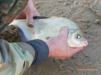 Lesch kosit glazom 1.jpg