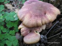 IMG_7470.JPG