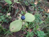 IMG_7476.JPG