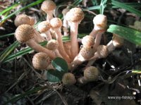 IMG_7481.JPG