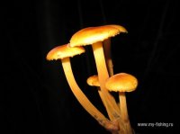 IMG_8726.JPG