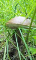 IMG_20150629_164543_1.jpg