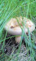 IMG_20150629_181033.jpg