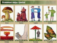 грибы.jpg