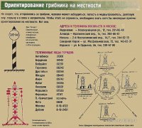 грибы-2.jpg