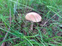 IMG_20150702_143734.jpg