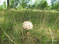 IMG_9332.JPG