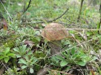IMG_9337.JPG