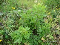 DSC00841_resize.JPG