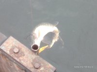 IMG_1731.JPG
