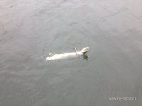 IMG_1732.JPG
