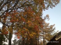 IMG_1817.JPG