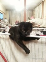 кошка20160426_222304.jpg