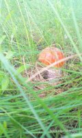 IMG_20160612_165827.jpg