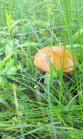 IMG_20160612_171243.jpg
