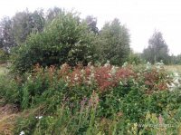 IMG_20160712_163830.jpg