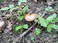 IMG_20160710_103328.jpg