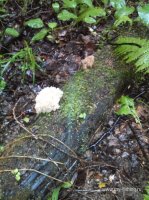 IMG_20160710_114719.jpg