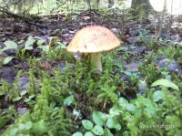 IMG_20160723_135317.jpg