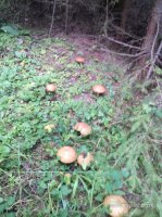 IMG_20160816_140426.jpg