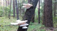 IMG_20160901_175051.jpg