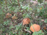 IMG_0692.JPG