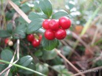 IMG_0729.JPG