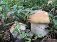 IMG_0733.JPG