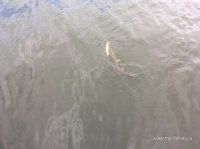 IMG_0968.JPG