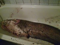 декабрьский сом.jpg