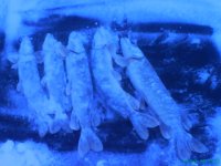 DSC00166.JPG