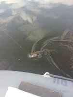IMG_20200703_155714.jpg